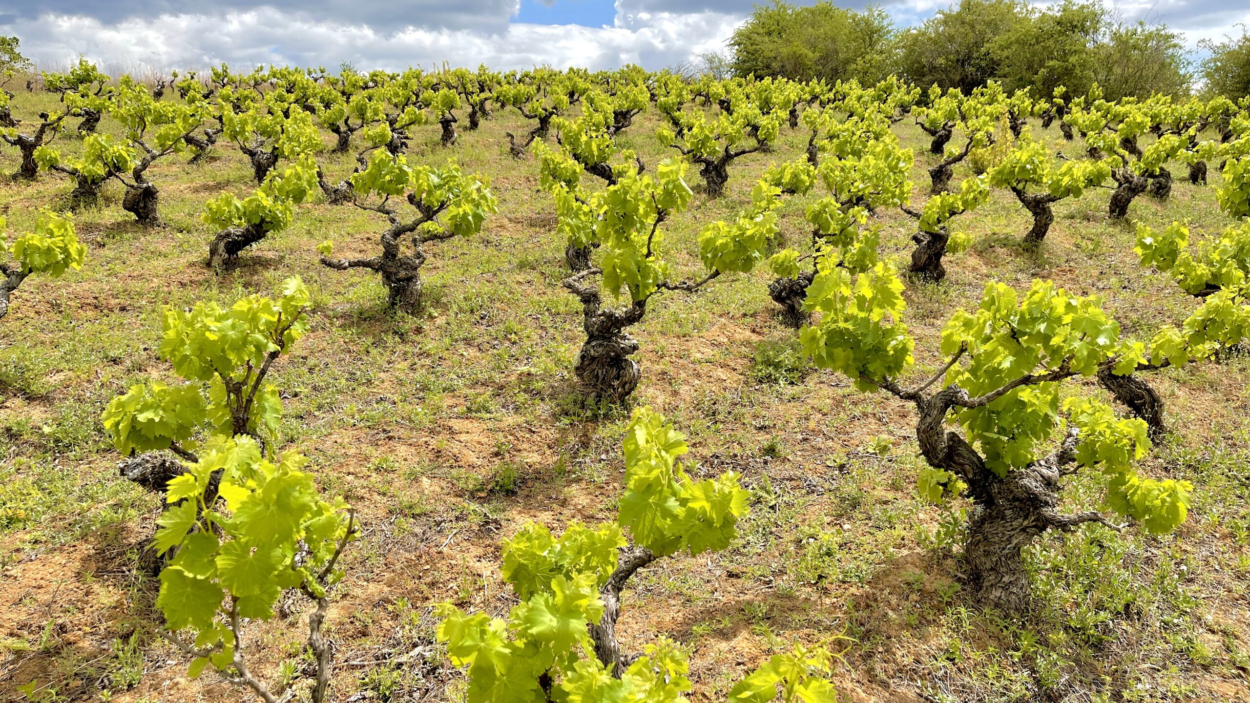 VIÑEDO LA VALGOMA CAMPONARAYA VIÑEDO CENTENARIO